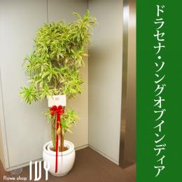 配達無料】ドラセナ ドラゴンツリー / 新宿 花屋 FlowerShopIVY