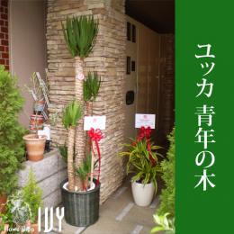 配達無料】ドラセナ ドラゴンツリー / 新宿 花屋 FlowerShopIVY